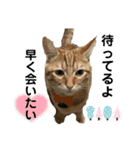 ねこねこ さばみそ 3（個別スタンプ：24）
