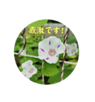 四季の花2（個別スタンプ：36）