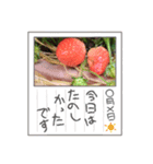 いちご・いちご3（個別スタンプ：2）