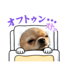 チワワの喜怒哀楽（個別スタンプ：3）