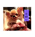 チワワの喜怒哀楽（個別スタンプ：5）