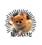 チワワの喜怒哀楽（個別スタンプ：7）