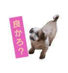 こっちゃん(8)（個別スタンプ：1）