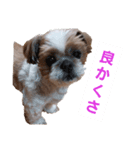 こっちゃん(8)（個別スタンプ：2）