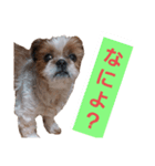こっちゃん(8)（個別スタンプ：3）
