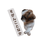 こっちゃん(8)（個別スタンプ：4）