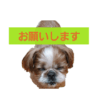 こっちゃん(8)（個別スタンプ：5）