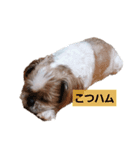 こっちゃん(8)（個別スタンプ：6）