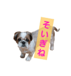 こっちゃん(8)（個別スタンプ：8）