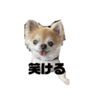 ちわわのちょこたろ（個別スタンプ：1）