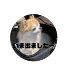 ちわわのちょこたろ（個別スタンプ：5）
