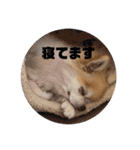 ちわわのちょこたろ（個別スタンプ：6）