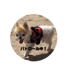 ちわわのちょこたろ（個別スタンプ：7）