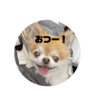 ちわわのちょこたろ（個別スタンプ：8）