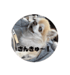 ちわわのちょこたろ（個別スタンプ：9）