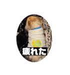 ちわわのちょこたろ（個別スタンプ：10）
