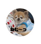 ちわわのちょこたろ（個別スタンプ：11）