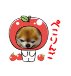 ちわわのちょこたろ（個別スタンプ：20）