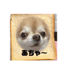 ちわわのちょこたろ（個別スタンプ：21）