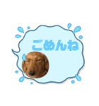 こちゃんさんのすたんぷ！（個別スタンプ：12）