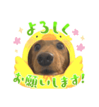 こちゃんさんのすたんぷ！（個別スタンプ：13）
