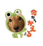 こちゃんさんのすたんぷ！（個別スタンプ：18）