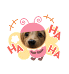 こちゃんさんのすたんぷ！（個別スタンプ：27）