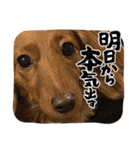 こちゃんさんのすたんぷ！（個別スタンプ：40）