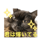 黒猫 ルナ院長64にゃんめ（個別スタンプ：7）