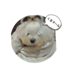 ふわふわ まるる（個別スタンプ：1）