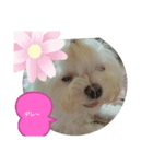 ふわふわ まるる（個別スタンプ：8）