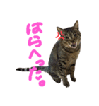 しんばちゅんだよ（個別スタンプ：2）
