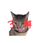 しんばちゅんだよ（個別スタンプ：4）