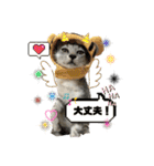 まゆたんうーたん（個別スタンプ：10）