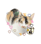 まゆたんうーたん（個別スタンプ：12）