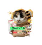 まゆたんうーたん（個別スタンプ：13）