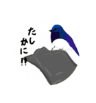 悠芽の鳥日記6（個別スタンプ：3）