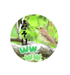 悠芽の鳥日記6（個別スタンプ：4）