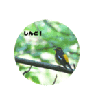 悠芽の鳥日記6（個別スタンプ：5）