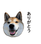 お利口犬 めい（個別スタンプ：1）