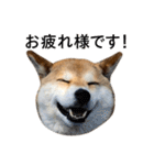 お利口犬 めい（個別スタンプ：2）