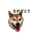 お利口犬 めい（個別スタンプ：3）