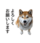 お利口犬 めい（個別スタンプ：4）
