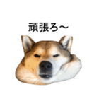 お利口犬 めい（個別スタンプ：5）