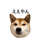 お利口犬 めい（個別スタンプ：7）
