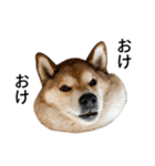 お利口犬 めい（個別スタンプ：8）