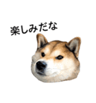 お利口犬 めい（個別スタンプ：9）