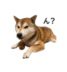 お利口犬 めい（個別スタンプ：10）