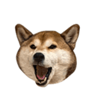 お利口犬 めい（個別スタンプ：11）