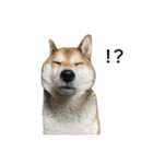 お利口犬 めい（個別スタンプ：12）
